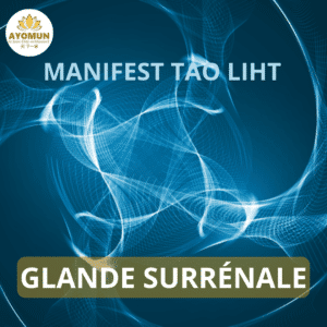 Glande surrénale Manifest Tao Light