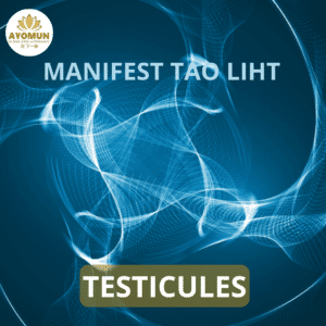 Testicules Manifest Tao Light